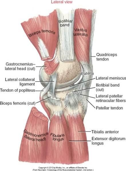 Beşiktaş yönetimine ve Hasan Arat'a Jorge Mendes uyarısı 01 Şubat 2024 4 ‘Inflammation of the biceps TENDON in the thigh’ olarak tespiti görülmekte olan bu sakatlık; Sporcunun yaşı genç ise ve hafif bir ödeme maruz kalmışsa, yaklaşık 2 ila 4 hafta içinde iyileşebilir. Ancak tekrarlayan bir vaka ise (vaka ona benziyor) sakatlık 6 haftadan fazla sürebilir.
